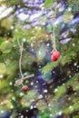 New Year card. Strawberries hanging on a spruce branch. Royalty Free Stock Photo