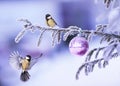 New Year card with two beautiful tit birds flying on a Christmas Royalty Free Stock Photo