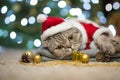 New Year, Christmas cat in Santa hat and costume on the background of a Christmas tree and lights Royalty Free Stock Photo