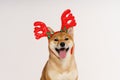 New year christmas dog breed red bow antlers light background isolate red Royalty Free Stock Photo