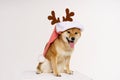 New year christmas dog breed red bow antlers light background isolate red Royalty Free Stock Photo