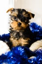 New Year , Christmas gist. Yorkshire Terrier puppy sitting, 2 months old Royalty Free Stock Photo