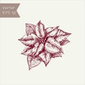 New Year and Christmas hand drawn plant, poinsettia flower. Vector Illustration holiday decorations in doodle style