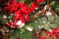 New Year and Christmas still life. Frozen red berries in the winter in the snow. Royalty Free Stock Photo