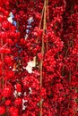 New Year and Christmas still life. Frozen red berries in the winter in the snow. Royalty Free Stock Photo