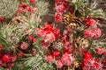 New Year and Christmas still life. Frozen red berries in the winter in the snow. Royalty Free Stock Photo