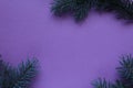 New year Christmas winter background with pine branches spruce tree on purple background with copy space Royalty Free Stock Photo