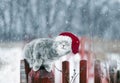 New year cute cat in a christmas red hat sitting in the winter garden on the fence under falling snowflakes Royalty Free Stock Photo