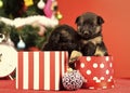 New year, cute puppy gift at clock. Royalty Free Stock Photo