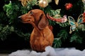 New year Dachshund dog studio quality