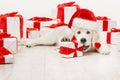 New Year Dog with Present Gift, Christmas White Retriever Royalty Free Stock Photo