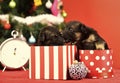 New year of dog, puppy in present christmas box Royalty Free Stock Photo