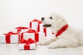 New Year Dog, White Retriever Puppy and Christmas Present Gift Royalty Free Stock Photo