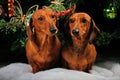 New year Dachshund dog studio quality