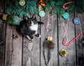 New year flat lay.black and white cat on a wooden floor with Christmas decorations and fir branches