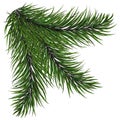 New year green Christmas trees and wreaths Fir branch with long needles Royalty Free Stock Photo