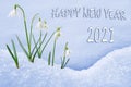 New Year 2021 greeting card, group of snowdrops