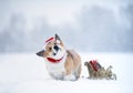 New year holiday card with cute puppy dog corgi in a red santa hat with christmas sleigh with gifts in the winter garden under