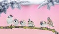 new year photo with group of little funny birds sparrows sitting on a branch of spruce in the winter Park Royalty Free Stock Photo