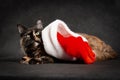 New Year maine coon cat doesnt want to wear ed and white santa hat