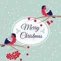 New Year and Merry Christmas Bullfinch