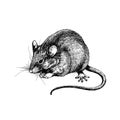 New year mouse, rat clip art graphics linner Royalty Free Stock Photo