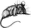 New year mouse, rat clip art graphics linner vector Royalty Free Stock Photo