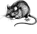 New year mouse, rat clip art graphics linner vector Royalty Free Stock Photo