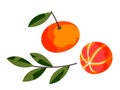 New Year oranges set. Traditional fruit for celebrating winter holidays vector illustration. Cut and whole orange with