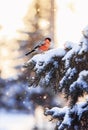 New year postcard natural landscape with a bullfinch bird on a f