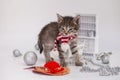 New Year`s animals. Cat in a New Year scarf Royalty Free Stock Photo