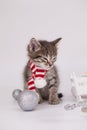 New Year`s cats. Pet on the background of New Year`s toys Royalty Free Stock Photo