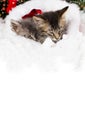 New Year's cats vertical banner place for text. 2 sleeping kittens in the sock of Santa Claus. Beautiful Christmas card. Royalty Free Stock Photo