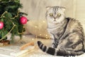 New Year`s Christmas scenery. The branches of a Christmas tree with toys and sparkling lights and a pet gray gray lop-eared cat. T Royalty Free Stock Photo