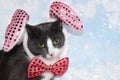 New Year`s funny cat in a festive bow and ears on a background of blue snow, holiday card, screensaver for display, selective Royalty Free Stock Photo