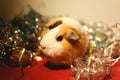 New Year\'s guinea pig. An animal in festive garlands