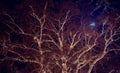 New Year`s lights on big tree under the moonlight. Xmas, New Year, moonlight