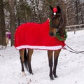 New Year`s postcard with a horse in Santa Claus`s costume Royalty Free Stock Photo