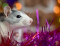 New Year`s white rat. Christmas rat on the background of blurry lights and shooting fireworks. Christmas Rat Royalty Free Stock Photo