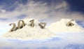 new year 2017,Snowdrift in the forest with figures of the coming new year against the background of snowfall Royalty Free Stock Photo