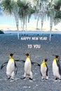 New Year Wish, Four Singing Penguins Wishing Happy New Year. Concept of Beeing Together Brings Happiness