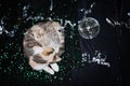 New years eve outfit ideas, dress to impress. Cat sleeping on evening party dresses for celebration New years eve night