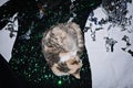 New years eve outfit ideas, dress to impress. Cat sleeping on evening party dresses for celebration New years eve night