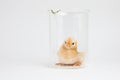 New yellow chick in scientific glassware