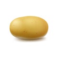 New Yellow Raw Whole Unpeeled Potato Isolated on White Background Royalty Free Stock Photo