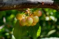 Close-up of ripe sweet yellow red cherries on branch Royalty Free Stock Photo