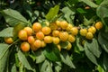 Close-up of ripe sweet yellow red cherries on branch Royalty Free Stock Photo