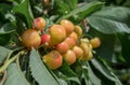 Close-up of ripe sweet yellow red cherries on branch Royalty Free Stock Photo