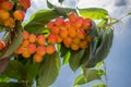 Close Up photo of ripe yellow red cherries Royalty Free Stock Photo