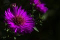 New york aster